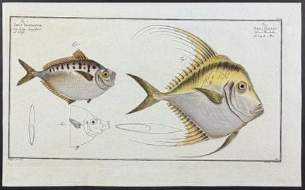 Bloch, Folio - Fish [Zeus Insidiator & Z. Gallus].
