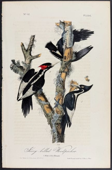 Audubon, prima edizione - Picchio dal becco d'avor