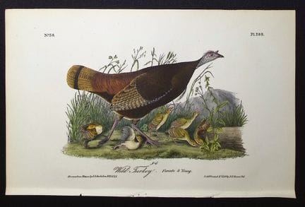 Audubon, First Ed - Wild Turkey (Female). 288


De