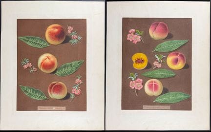 Brookshaw - Pair of Peach Engravings


Description