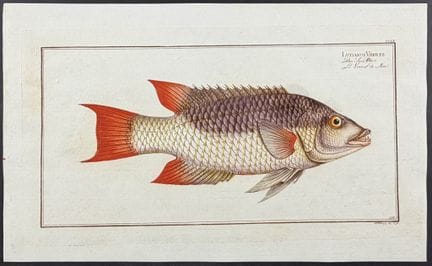 Bloch, Folio - Fish [Lutianus Verres]. 255


Descr