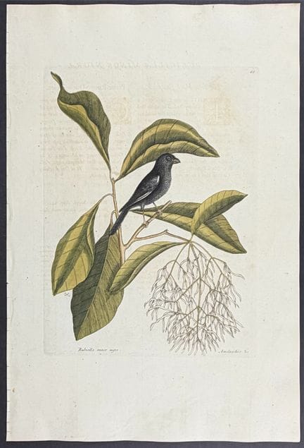 Catesby, Folio - Little Black Bullfinch with Fring