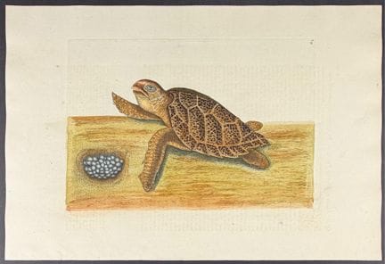 Catesby, Folio - Hawks Bill Turtle. 2-39


Descrip