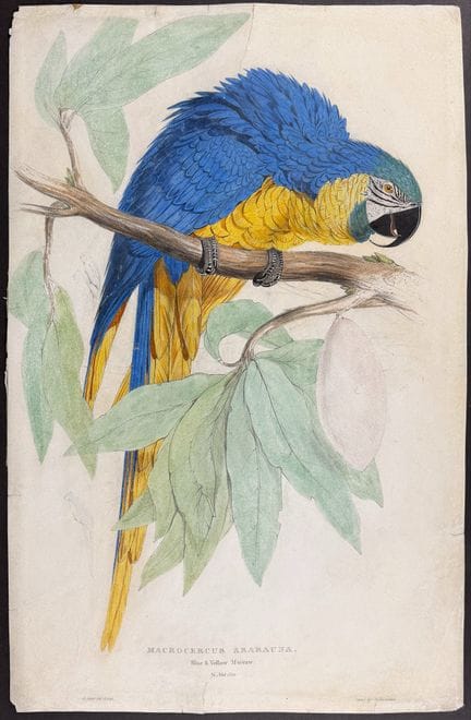 Edward Lear - Blue & Yellow Macaw [Macrocercus Ara