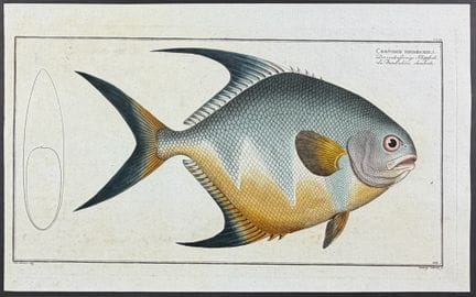 Bloch, Folio - Fish [Chaetodon Rhomboides]. 209


