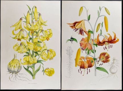 Elwes - 4 Folio Lily Lithographs


Description of 