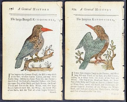 Osborn - 4 Engravings of Kingfishers & Bee Eaters
