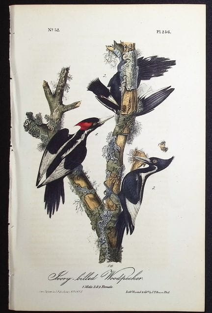 Audubon, First Ed - Ivory-billed Woodpecker. 256 (