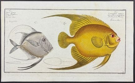 Bloch, Folio - Silver-Fish [Zeus Vomer & Chaetodon