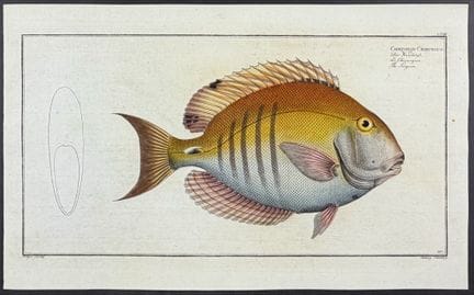 Bloch, Folio - Surgeon Fish [Chaetodon Chirurgus].