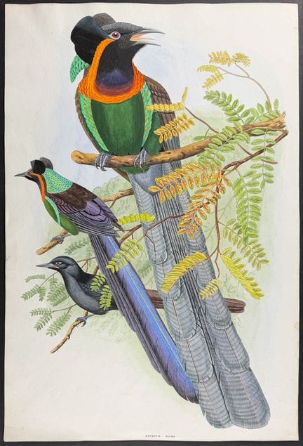 Original Watercolor of Arfak Astrapia


Descriptio