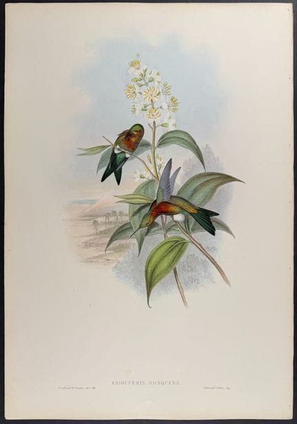 Gould - Mosquera's Puff-leg Hummingbird


Descript