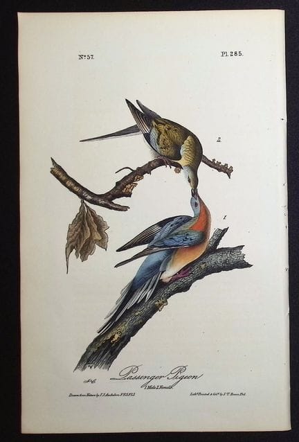 Audubon, First Ed - Passenger Pigeon. 285 (Extinct