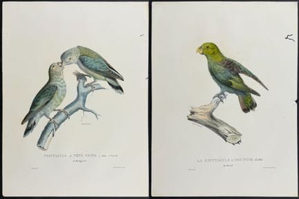 Bourjot Saint-Hilaire - 4 Parrot Engravings


Desc