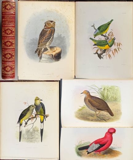 Sclater's Exotic Ornithology - Volume with 100 Ori