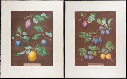 Brookshaw - Pair of Plum Engravings


Description 