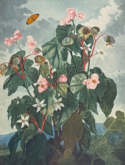 Thornton, Folio - The Oblique-leaved Begonia


Des