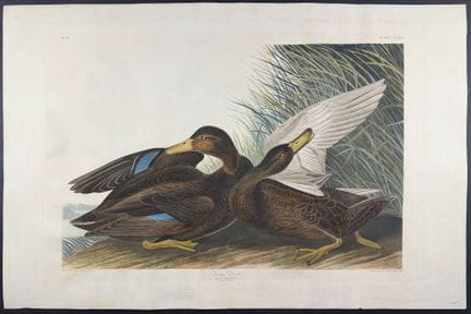 Audubon, Havell Ed - Dusky Duck [Anas Obscura]. 30