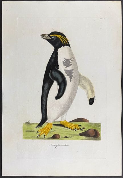 Miller & Shaw - Western Rockhopper Penguin [Apteno
