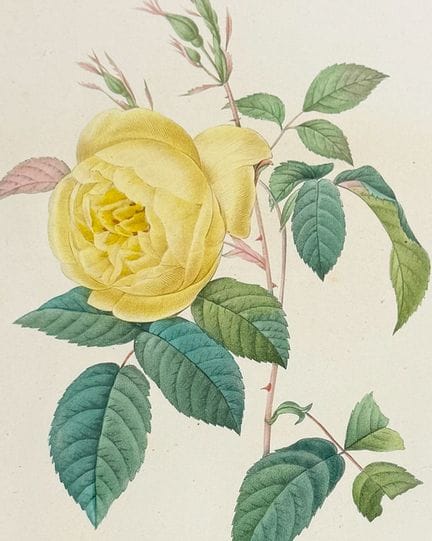雷杜德，《最美花卉精选》——印度玫瑰 [Rosa indica]


作品简介：


这幅引人注目的