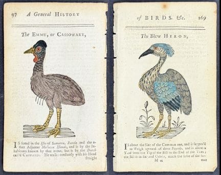 Osborn - 5 Engravings of Heron, Curassow, Emu or C