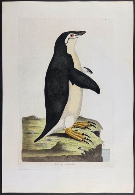 Miller & Shaw - King or Emperor Penguin [Aptenodyt