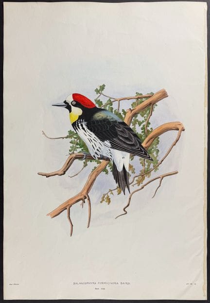 Original Watercolor of California Woodpecker


Des