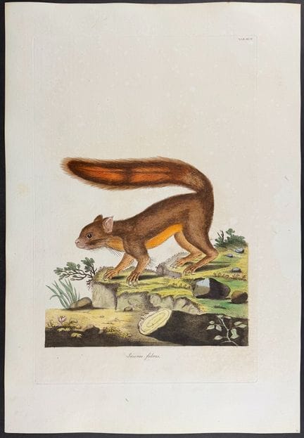 Miller & Shaw - Caucasian or Yellow Ground Squirre