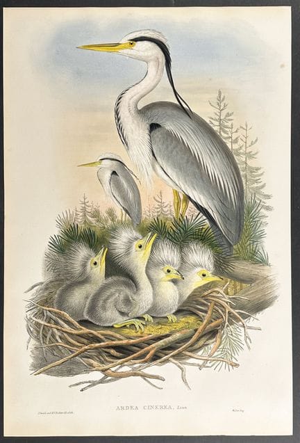 Gould, Great Britain - Heron


Description of the 