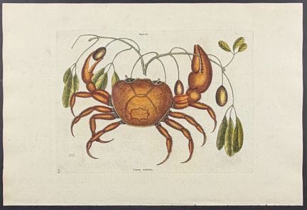 Catesby, Folio - Land Crab with Black Wood. 2-32

