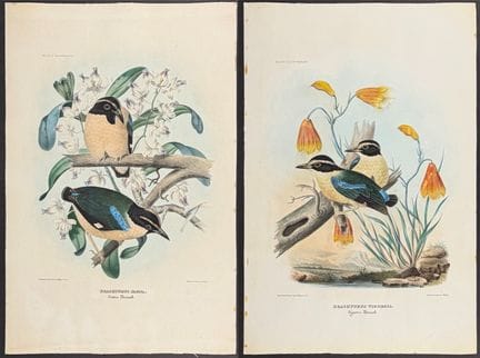 Elliot, Folio - 4 Ant-Thrush Lithographs


Descrip