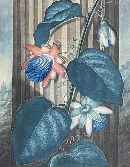 Thornton, Folio - The Winged Passion Flower


Desc