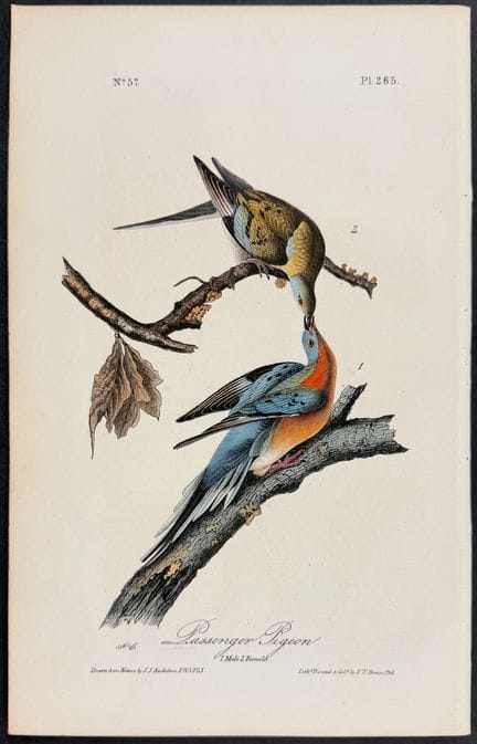 Audubon, prima edizione - Piccione migratore. 285 