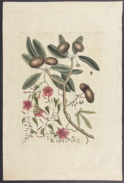 Catesby, Folio - Sapadillo Tree (Wild Dilly) & Con