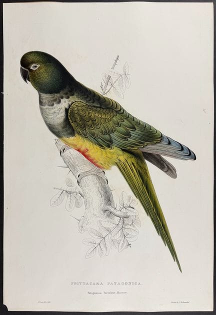 Edward Lear - Patagonian Parrakeet Maccaw [Psittac