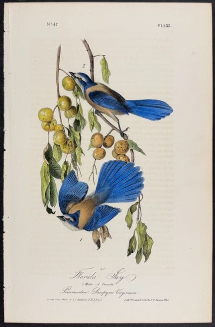 Audubon, prima edizione - Ghiandaia della Florida.