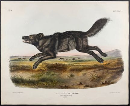 Audubon, Imperial Folio - Black American Wolf (Sce