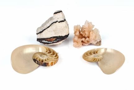 QUATRE OBJETS DE CABINET DE CURIOSITE ET SPECIMENS