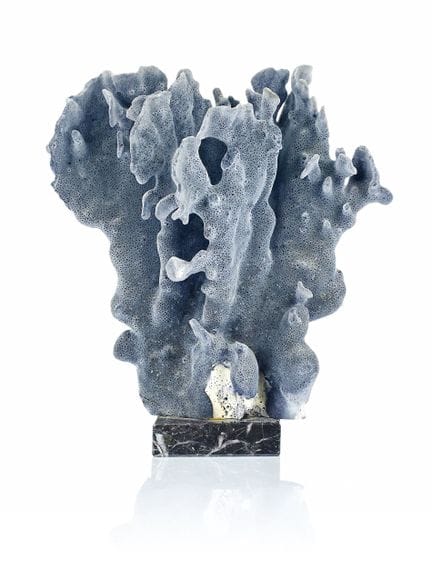 IMPORTANT SPECIMEN DE CORAIL BLEU NATUREL
(Heliopo