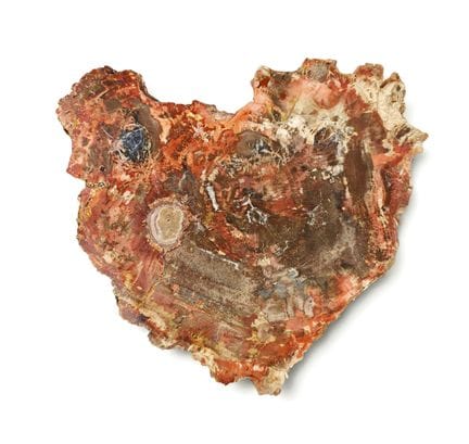 RARE TRANCHE DE BOIS PÉTRIFIÉ A FORME DE CŒUR


Im