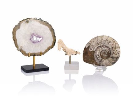 TROIS OBJETS DE CABINET DE CURIOSITE


• Une tranc
