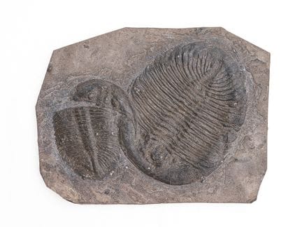 Grande lastra fossile (31 x 23 cm) con 2 trilobiti