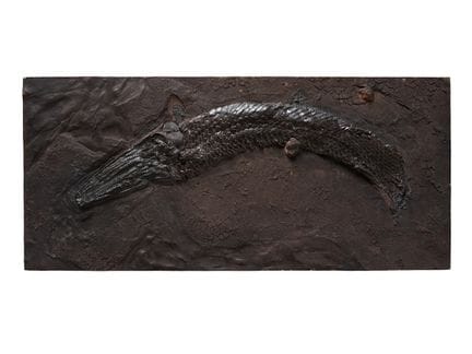 Grande lastra originale con fossili di pesci (60 x