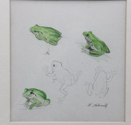 习作，树蛙，H. Schmidt 签名，装裱/玻璃，画框尺寸 30.5 x 28.5 厘米