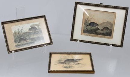 3幅小型版画，动物题材，据推测为乔治-路易·勒克莱尔·德·布丰（1707-1788）作品，每幅均装裱