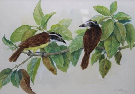 无法辨认签名的水彩画，硫磺暴君，1987 年，玻璃上，RG 56 x 70 厘米