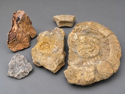 Lot de fossiles dont une importante Ammonite et un