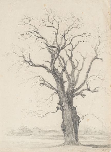 Sconosciuto (XIX), Albero spoglio, 1844, Matita Sc