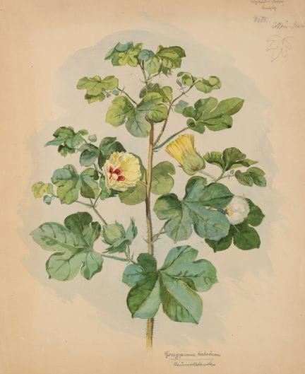 Anonimo (XX secolo), Studio botanico, pianta di co