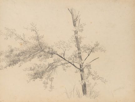 Sconosciuto (XIX), Giovane albero, Matita
 Sconosc